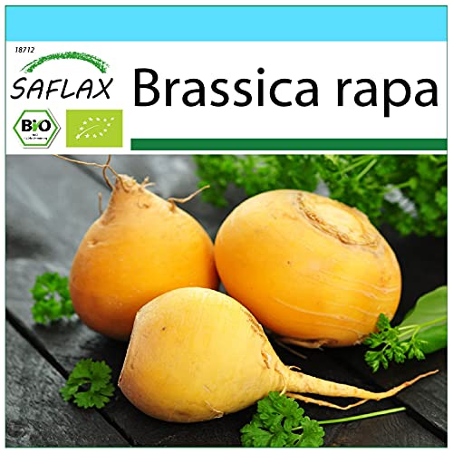 SAFLAX - - BIO - Cavolo rapa - Goldana - 500 semi - Brassica rapa