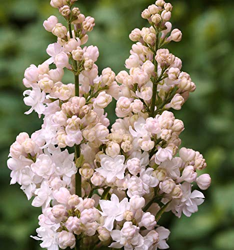 Edelflieder Schöne von Moskau - Kircher-Collection 30-40cm - Syringa vulgaris - Gartenpflanze