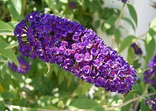 Tree Seeds Online - Buddliea Davidii -Butterfly Tree. 200 Seeds! - 5 Packs