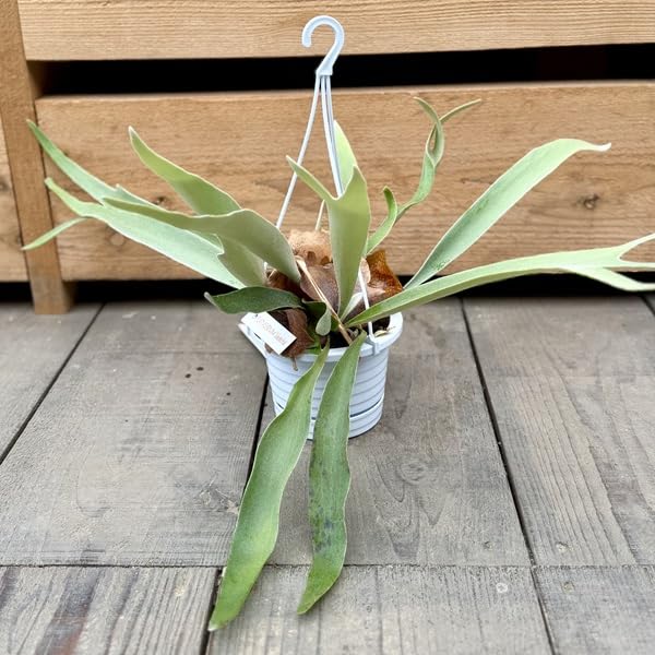 Amazon｜おしゃれ 観葉植物：ビカクシダ コウモリラン ビーチー*4号