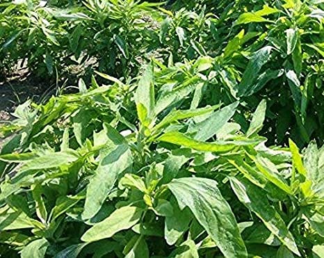 Grun Live Chenopodium Album Green Bathua Medicinal Plant with Pot - Bathua is Very Beneficial for Cancer and Stones (B095N5VFK4) Amazon Price History, Amazon Price Tracker
