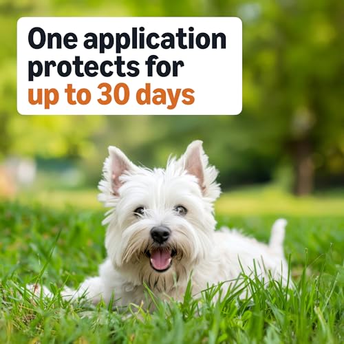 Image of Amazon Basics Preventative Flea and Tick Topical Treatment for Small Dogs (5-22 pounds), 6 Count, Packaging May Vary