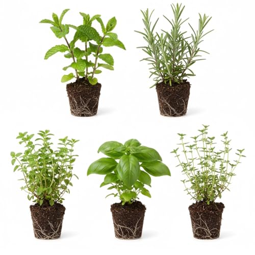 Set 3 Assorted Herb Plants, 3 to 6 Inch Tall Mixed Herb Starter Plants, Oregano, Rosemary, Lemon Balm, Lavender, Mint and Other Varieties, Without Pot, Fragrant Herbs Plant for Garden
