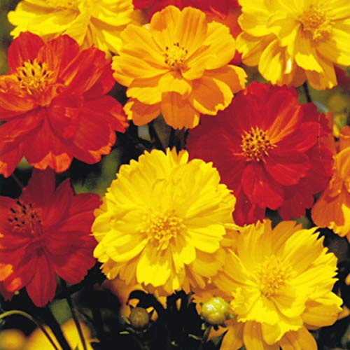 Amazon.co.jp: コスモス 種子 サニー混合 4ml（育苗可能本数：およそ50