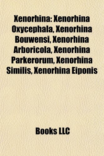 Xenorhina Xenorhina Oxycephala, Xenorhina Bouwensi, Xenorhina