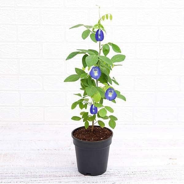 Plants Point Voilet Shankhpushpi Live Plant with Pot (B081P5N56M) Amazon Price History, Amazon Price Tracker