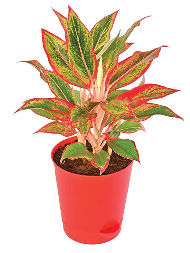 PlantaZee Aglaonema Lipstick Pink Live Plant Pack of One in Pot (B09WDQMDZ8) Amazon Price History, Amazon Price Tracker