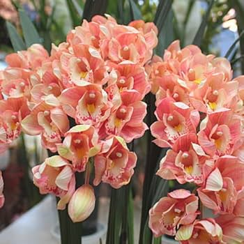 専用 ピンクシンビジューム3本立ち クレイフラワー シンビジウム シンビジューム 3本立 ピンク系 鉢花・鉢植え