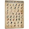 Amazon.com: PAIION Breeds of Pigeon Metal Signs Pigeon Education ...