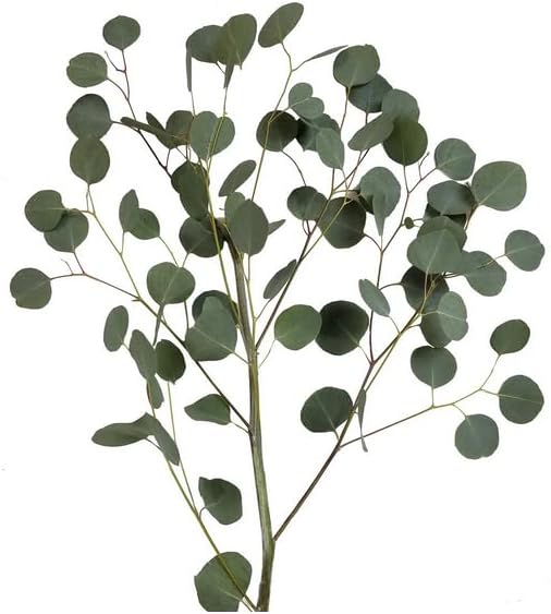 Silver Dollar Eucalyptus – 40 Fresh Stems (8 Bunches of 5) – 20" Long Stems for Bouquets, Centerpieces, Garlands, and Floral Arrangements