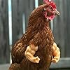 N.H 1Pcs Baby Chicken Fist Chicken Strong Chicken Arms Made in Texas USA Meme Fighting 3D Printed Doll Hands Muscle Arms