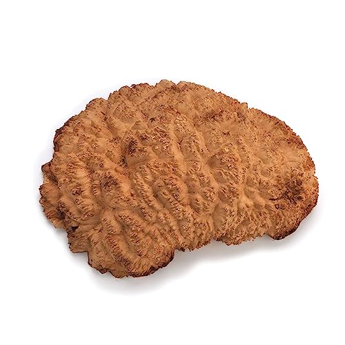 Woodcraft Australian Red Mallee Burl Cap 1kg-2kg 1-Piece