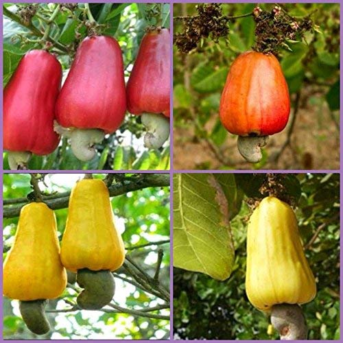 Creative Farmer Dwarf Cashew Seeds 3 In 1 Combo Pack (Spanish Yellow, Red, Indian Queen, 2 Seeds Each)- Eco Garden Pack (B07W31ZCB2) Amazon Price History, Amazon Price Tracker