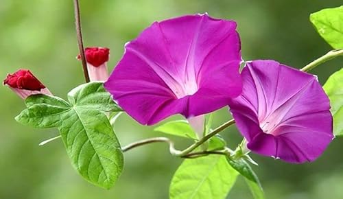 250+ Morning Glory Seeds For Planting, Mixed Color Heirloom Vine, High Germination Rate Open Pollinated Seeds Wonderful Gardening Gifts A01 #TOP7