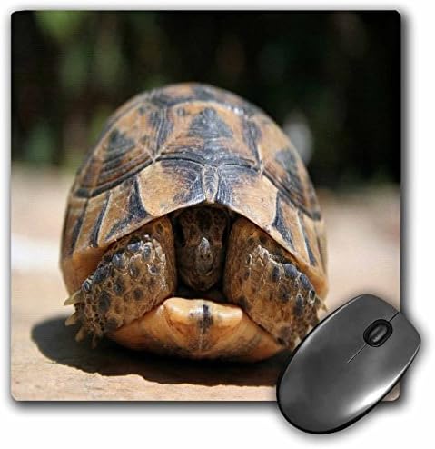 3dRose LLC 8 x 8 x 0.25 Inches Mouse Pad, Land Turtle Hiding in Shell, Young Spur-Thighed Tortoise Hiding in Carapace - (mp_167553_1) image 4