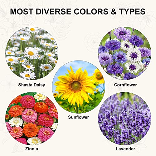 Meekear 5 Daisy Seeds Kit, Growing Into Shasta Daisy, Cornflower, Sunflower, Zinnia, Lavender For Indoor Outdoor Garden Diy Gifts #TOP1