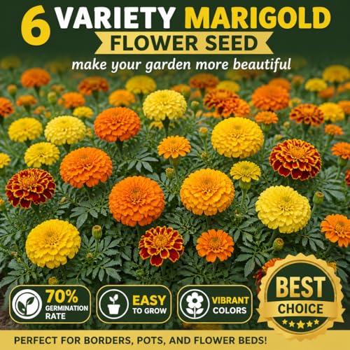 Image of Marigold Flower Seed | 6 Varieties | 50+ Seeds Each Variety | All Season | Flower Seed | Great Germination Rate | Pack of 6 | 300+ Seeds | Combo Pack |