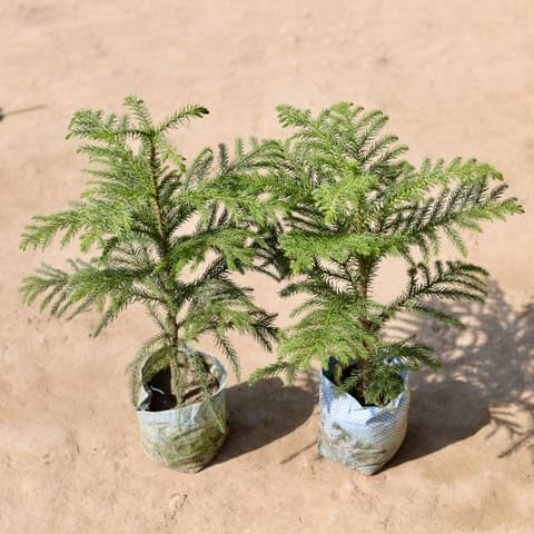 Bedroom Plants Set Of 2 - Araucaria/Christmas Tree (~ 1.5 Ft) in 4 Inch Nursery Bag-image-40