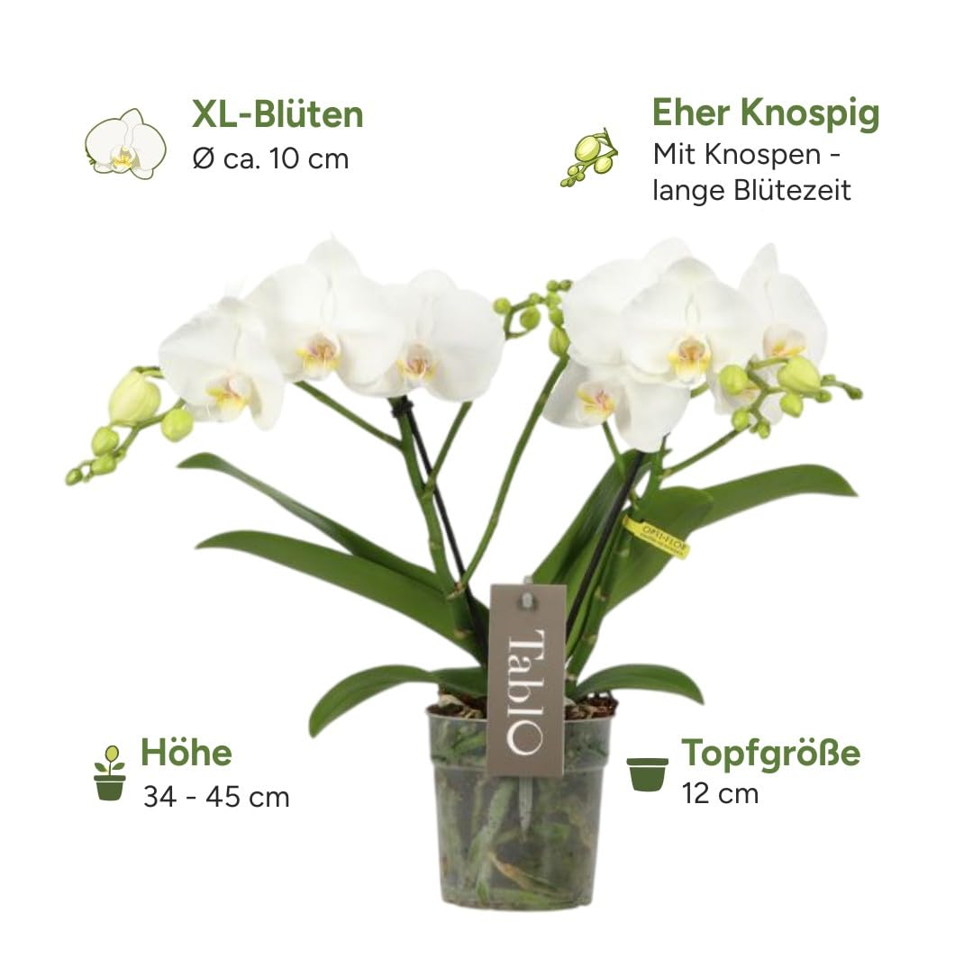 Phalaenopsis Tablo Champagne Opti-flor Orchidee