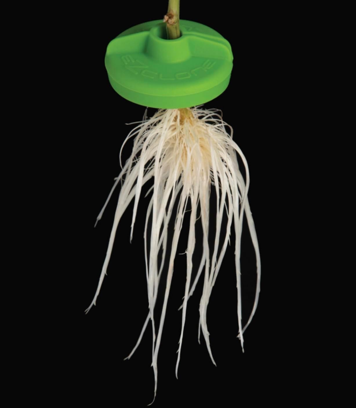 EZ-CLONE Infinity Reusable Cloning Collar - 16 Pack