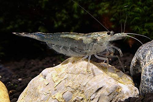 Sehr Junge Amano Garnele - Caridina multidentata (Japonica), 10 Stück