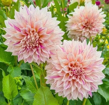 Cafe Au Lait Twist Flowering Dahlia Bulb, Plant, Root, Flower, Seeds*Bulbs*Plants*&More