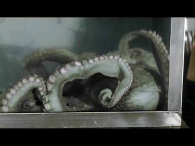 Amazon.com: It Came From Beneath the Sea (Black/White & Colorized