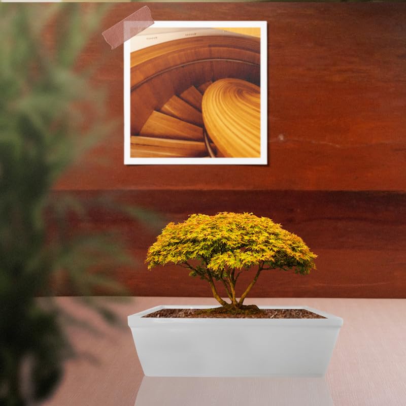 Lasaki Square Downey Big White Ceramic Pots for Indoor Plants,Planters,gamla,Outdoor,Balcony,Home,Square,Garden,Office Decor,Succulent(L-24 X W-24 X H-7 cm)(Plants not Included)