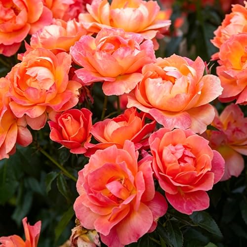 Mixrug Climbing Red Jasmine Seeds Organic for Planting Non GMO,150