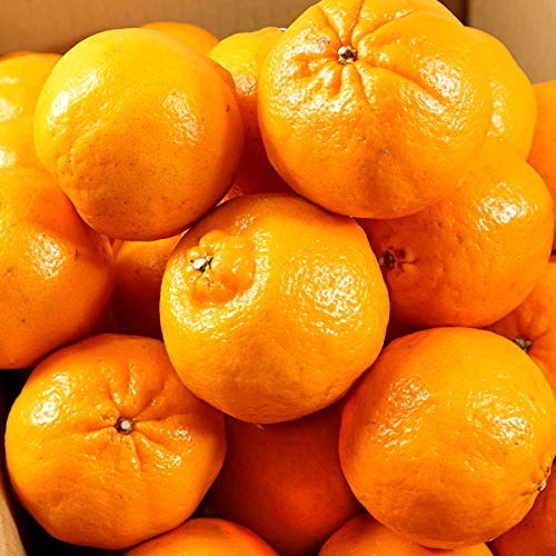 Amazon.co.jp: Japanese Mandarin Oranges, Pongkan, 11.0 lbs