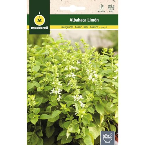 Mascarell Semillas, ALBAHACA LIMÓN, Semillas de Hierbas Aromáticas para Plantar, Crea tu Propio Huerto en Casa, 1,5 Gramos
