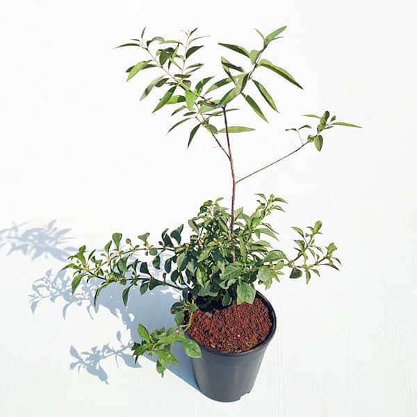 Mphmi NCR Perennial Live Plants White Sandalwood Tree, Chandan Tree - Plant (B0CFG41N3Q) Amazon Price History, Amazon Price Tracker