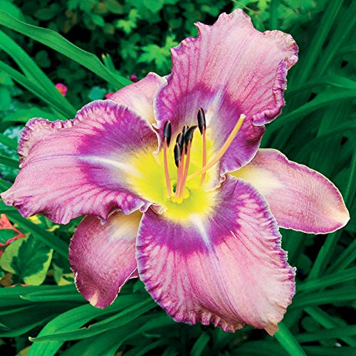 Mildred Mitchell Daylily Flower Bulb - Pleasantly Scented - Huge Blooms up to 6