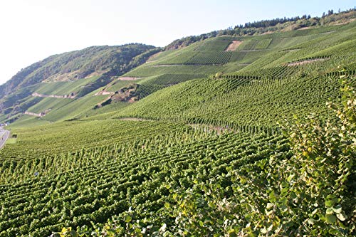 BREE ブリー ホワイト リースリング