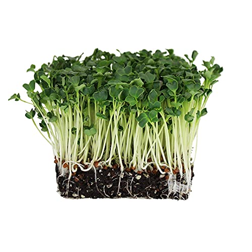 Image of SK ORGANIC Spinach (Palak) Seeds for Cultivation - microgreens garden vegetables (500gm)