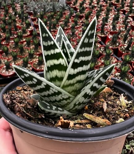 Tiger Aloe (Aloe variegata) - Live Plant - Attracts Hummingbirds - Vibrant Orange, Pink, or Red Flowers