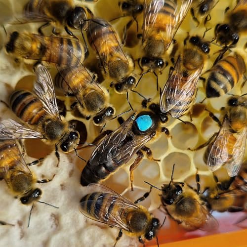 Open Mating Queens cover art