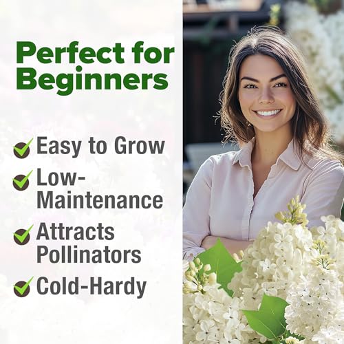 Image of HOME GROWN 53 White Lilac Flower Seeds Non-GMO, Heirloom Tree Seeds for Planting, Fragrant Flowering Tree Seeds for Landscaping, Pollinator Gardens, and Ornamental Borders (Syringa reticulata)