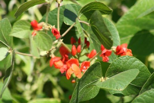 Scarlet Runner Bean Seeds - 1/2# (Approx. 200) - Non-Gmo - Licensed Pennsylvania Seed Dealer