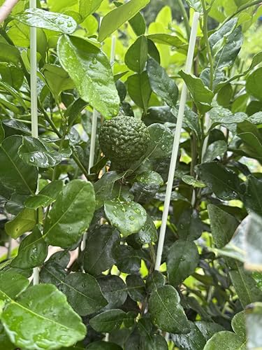 Thai Greenhouse Kaffir Lime Tree- Grafted Semi-Dwarf Kaffir Lime (Thai Ma-Grood) Thai Greenhouse Kaffir Lime Tree- Grafted Semi-Dwarf Kaffir Lime (Thai Ma-Grood)
