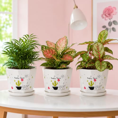 Image of Xtore Playful Printed Ceramic Planter Set of 3 with Drainage Trays | Decorative Indoor Flower Pots for Home, Office Desk & Balcony Styling (White Multicolor- Planter only)