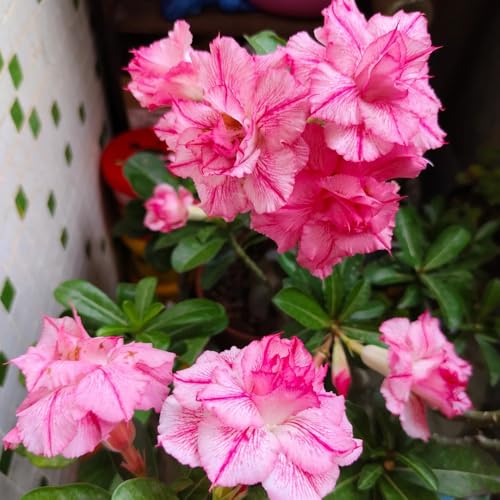 Desert Rose Seeds, pollinator Garden, bee‑Friendly Plant, Butterfly Habitat, Ecological Landscape 100pcs
