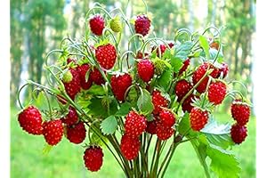 Alpine Wild Strawberry Deese des Valles Runless Alpine Strawberry Seeds