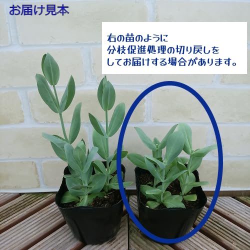 Amazon.co.jp: トルコキキョウ ミックス 1ポットに3芽入ってい