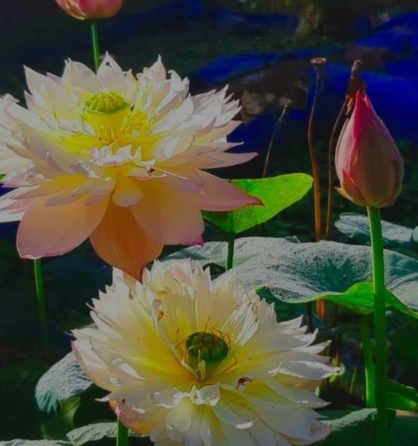 Ruckkuz - Lotus Live plant tubers Code 12 (Since) (B0BCGTXBFK) Amazon Price History, Amazon Price Tracker