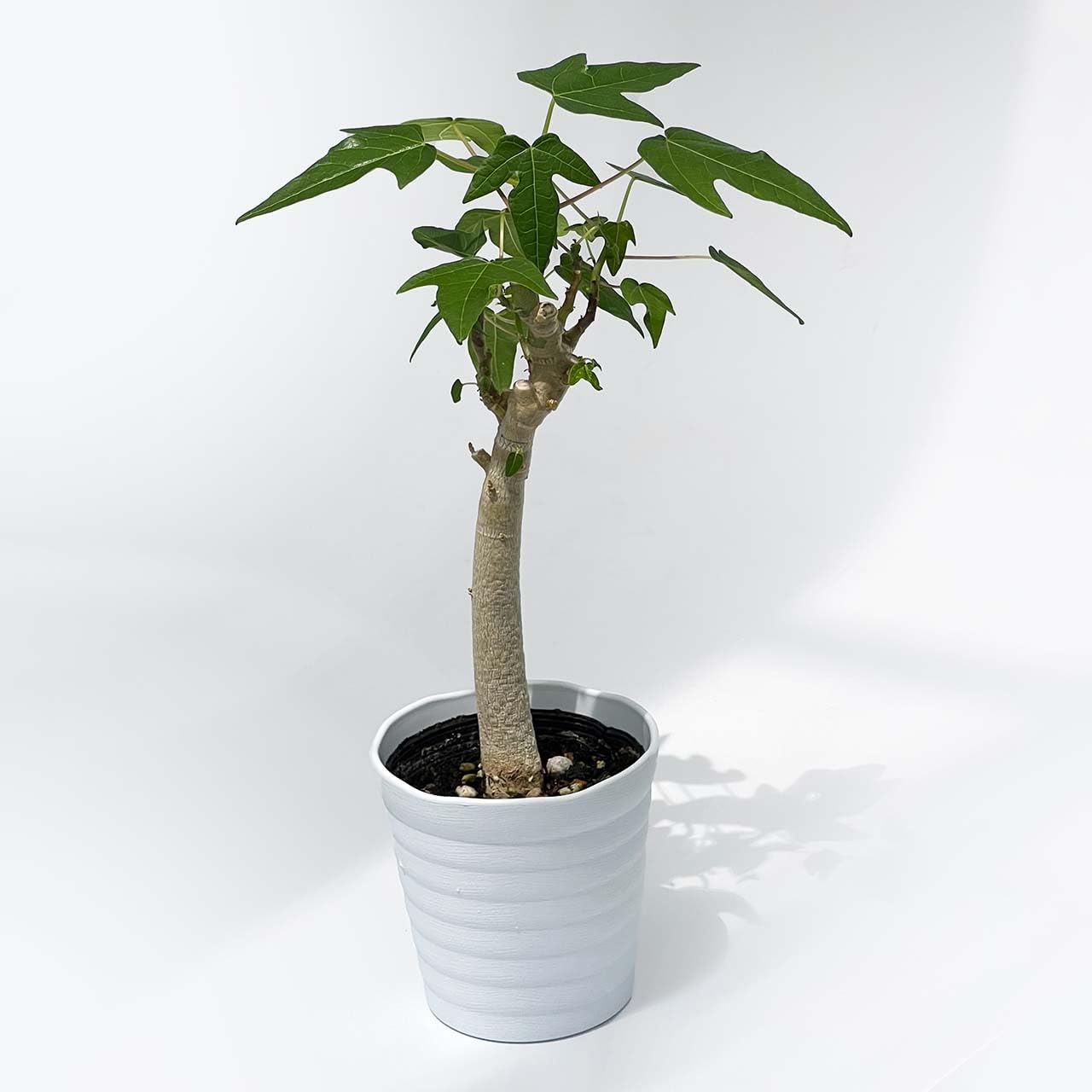 その他観葉植物 honokoo Amazon｜inakougei（イナコウゲイ） 観葉植物 おしゃれ 小さめ ミニ