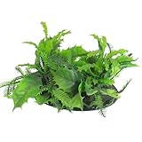 Contenu de l'emballage: 1 x usines d'eau en plastique