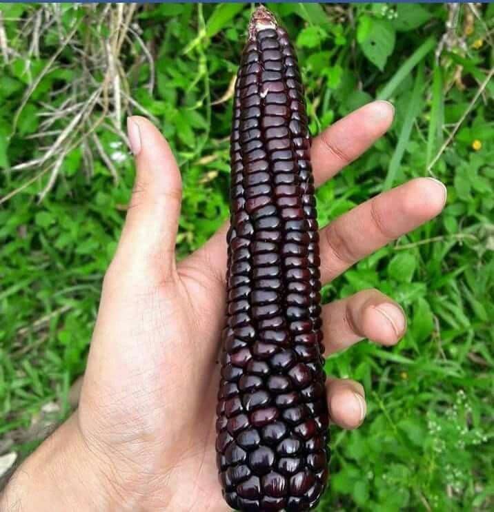 Ritz Farming® Sweet Corn Seeds | Quality vegetable black color corn Seed Perfect for your Home & Terrace Gardening High Germination Seeds pack of 50-60 seeds (B0BVGFLV1L) Amazon Price History, Amazon Price Tracker