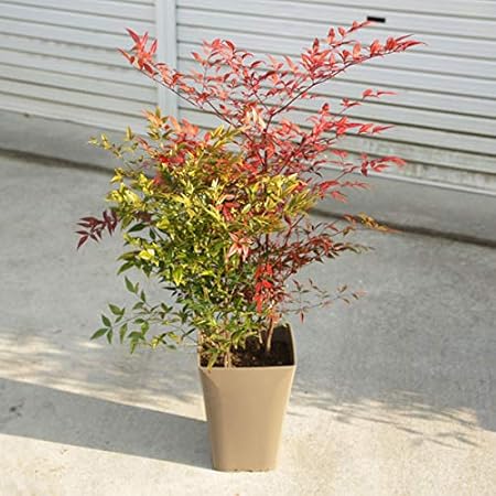 Amazon Co Jp 庭樹盆栽 紅白南天 鉢植え 鉢色選べます 白or茶 茶色 Diy 工具 ガーデン