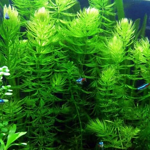Live Hornwort Aquatic Plant for Fish Tank and Pond, Natural Green, Oxygenating, Fast Growing, Pack of 4-image-45